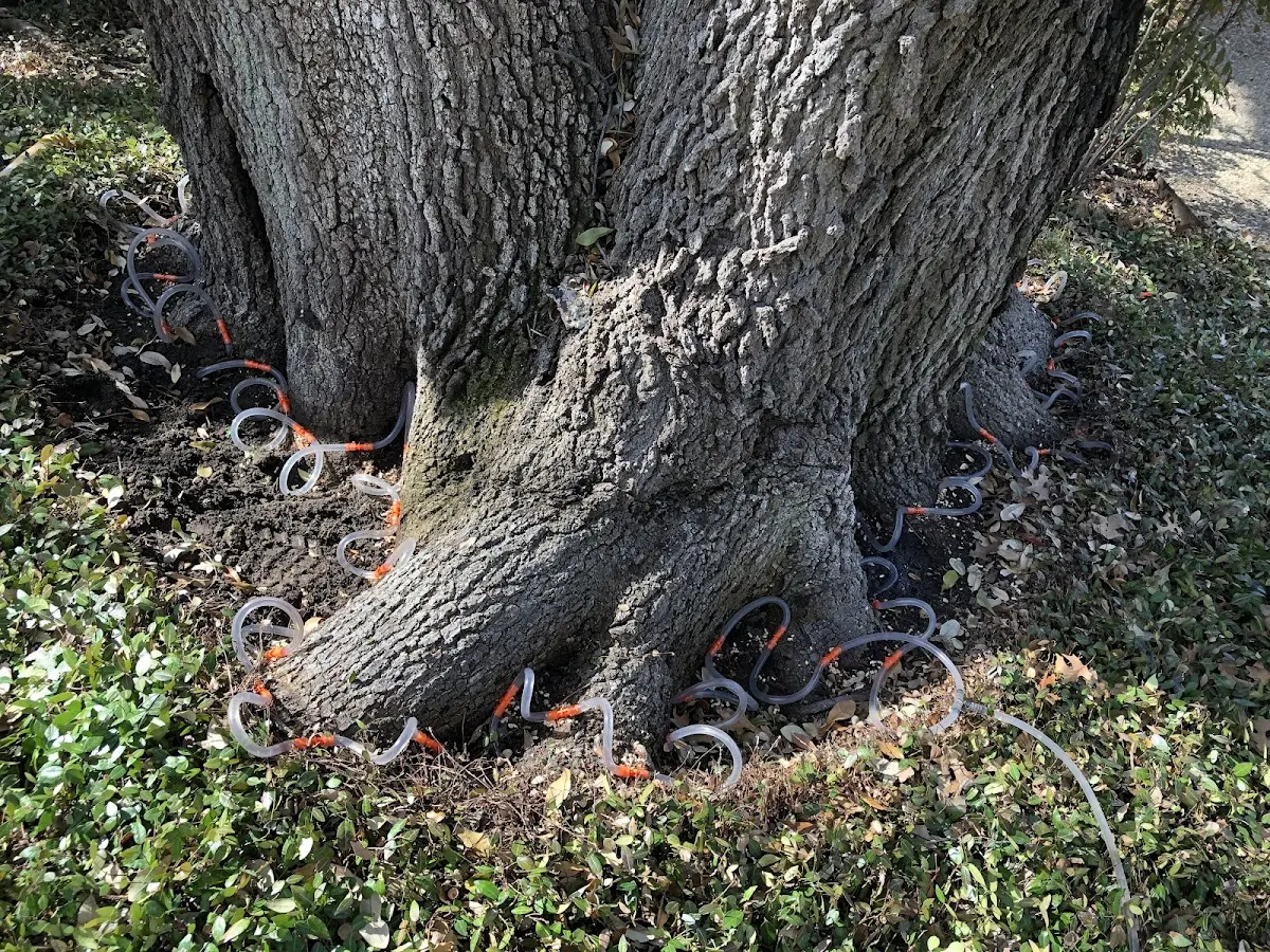 Detailed Tree Cabling and Bracing job site in Pottersville