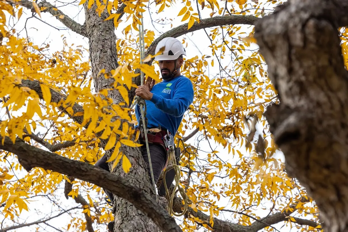 Skilled Tree Planing crew working in Pottersville