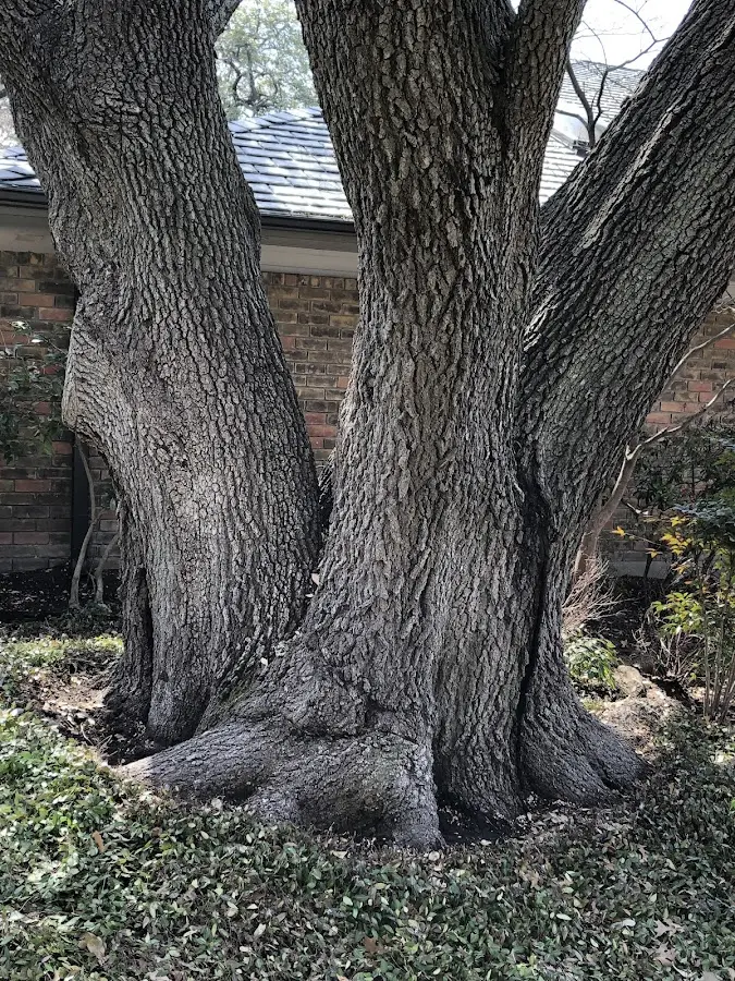 Mature heritage tree close to a Pottersville property cared for by certified arborists